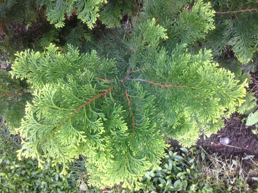 Cupressaceae Chamaecyparis obtusa