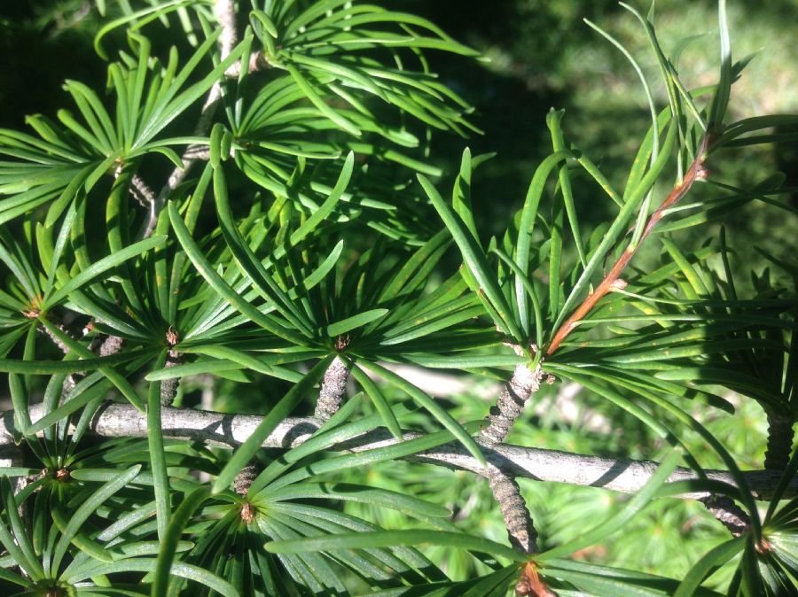 Pinaceae Pseudolarix amabilis