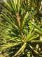 image of Sciadopitys verticillata