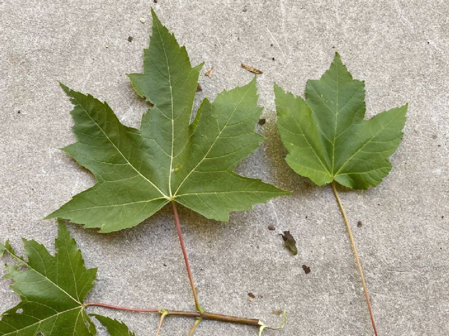 Aceraceae Acer freemanii