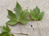 image of Acer freemanii
