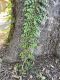image of Campsis radicans