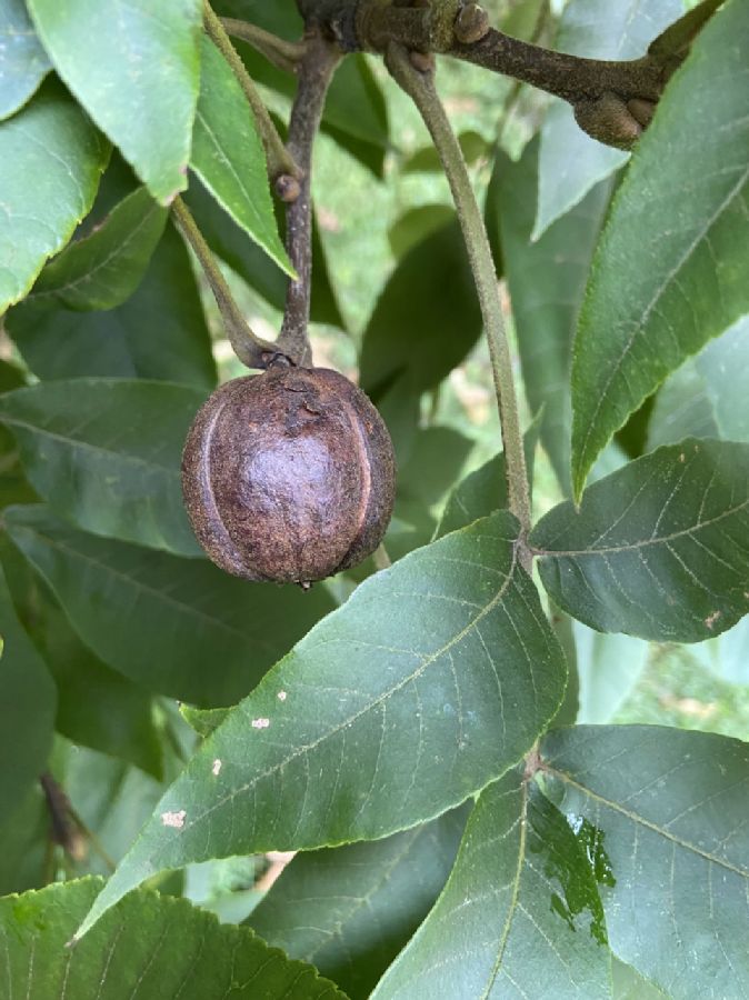 Juglandaceae Carya tomentosa
