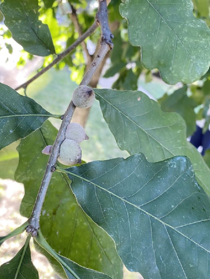 Fagaceae Quercus bicolor
