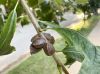 image of Quercus bicolor