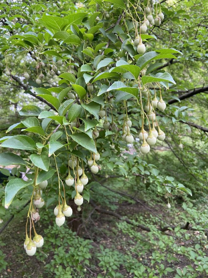 Juglandaceae Carya tomentosa