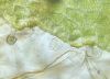 image of Dryopteris intermedia