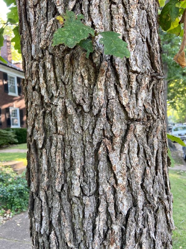 Fagaceae Quercus lyrata