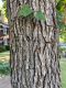 image of Quercus lyrata