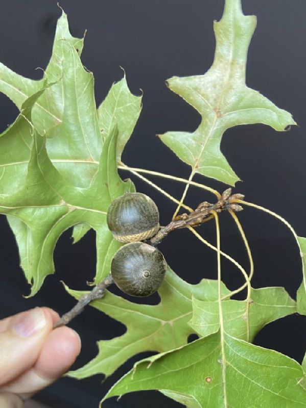 Fagaceae Quercus palustris