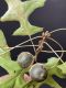 image of Quercus palustris