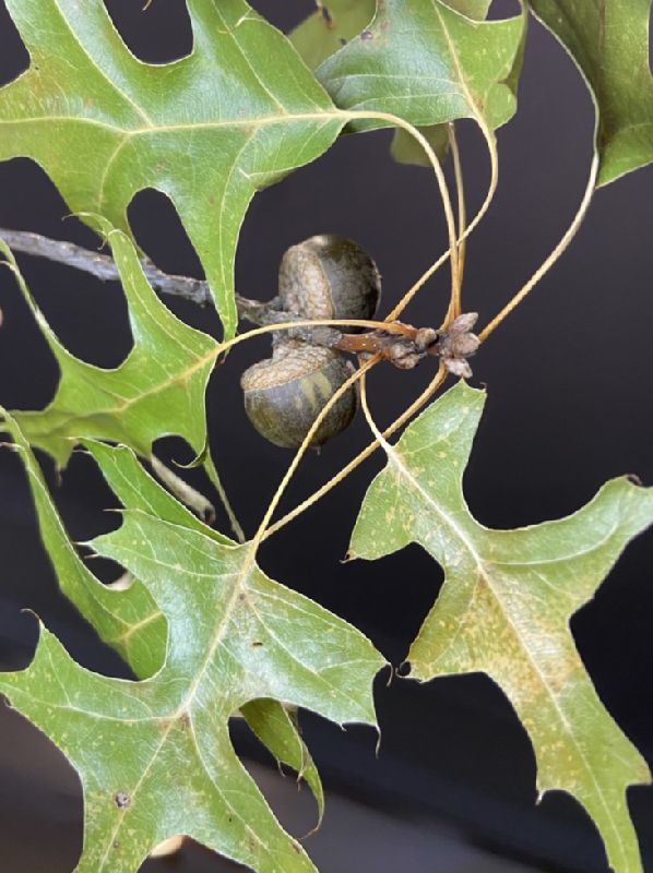 Fagaceae Quercus palustris