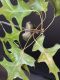 image of Quercus palustris
