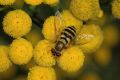 image of Tanacetum vulgare