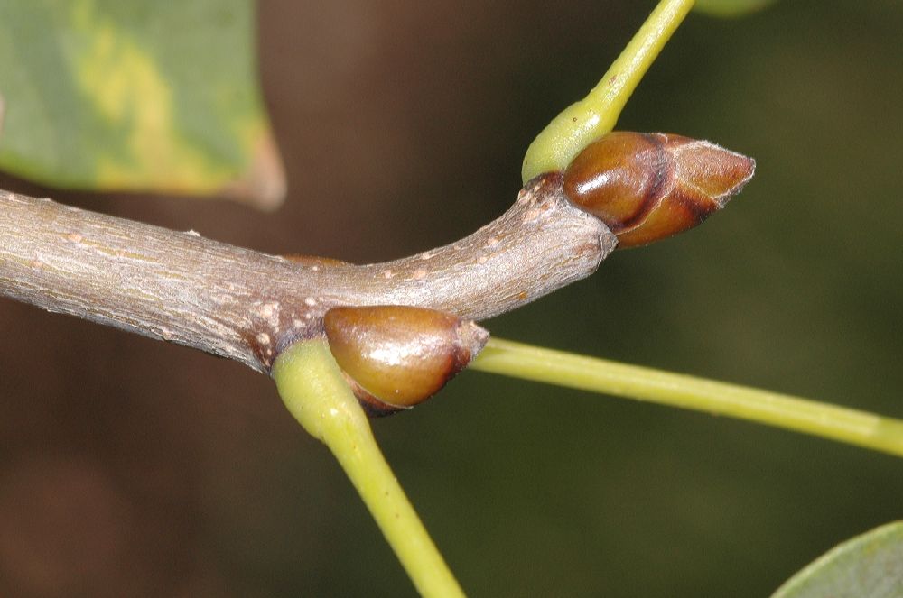 Fabaceae Maackia amurensis