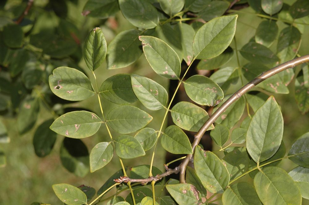 Fabaceae Maackia amurensis