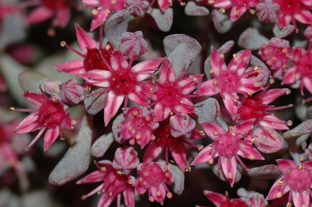 Crassulaceae Sedum cauticola