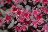 image of Sedum cauticola
