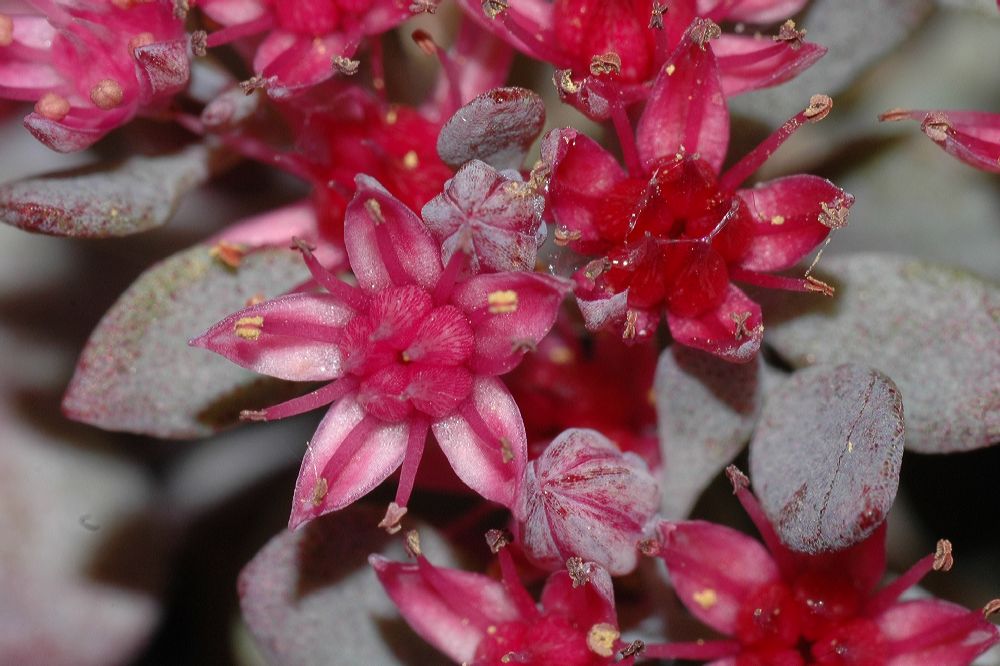 Crassulaceae Sedum cauticola