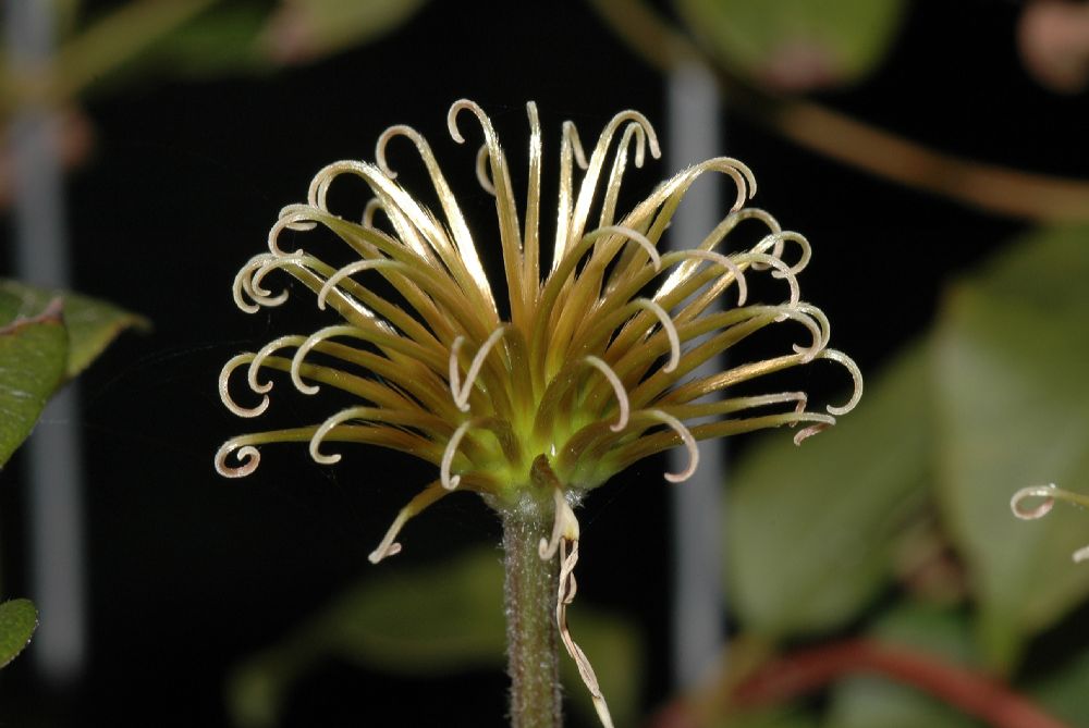 Ranunculaceae Clematis 