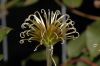 image of Clematis 