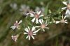 image of Aster lateriflorus