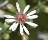 image of Aster lateriflorus
