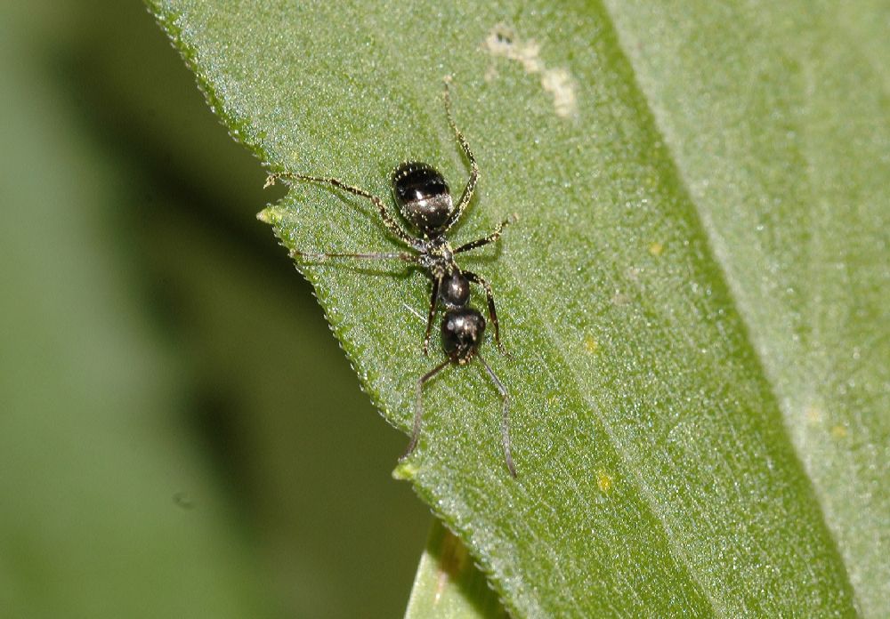 Formicidae  
