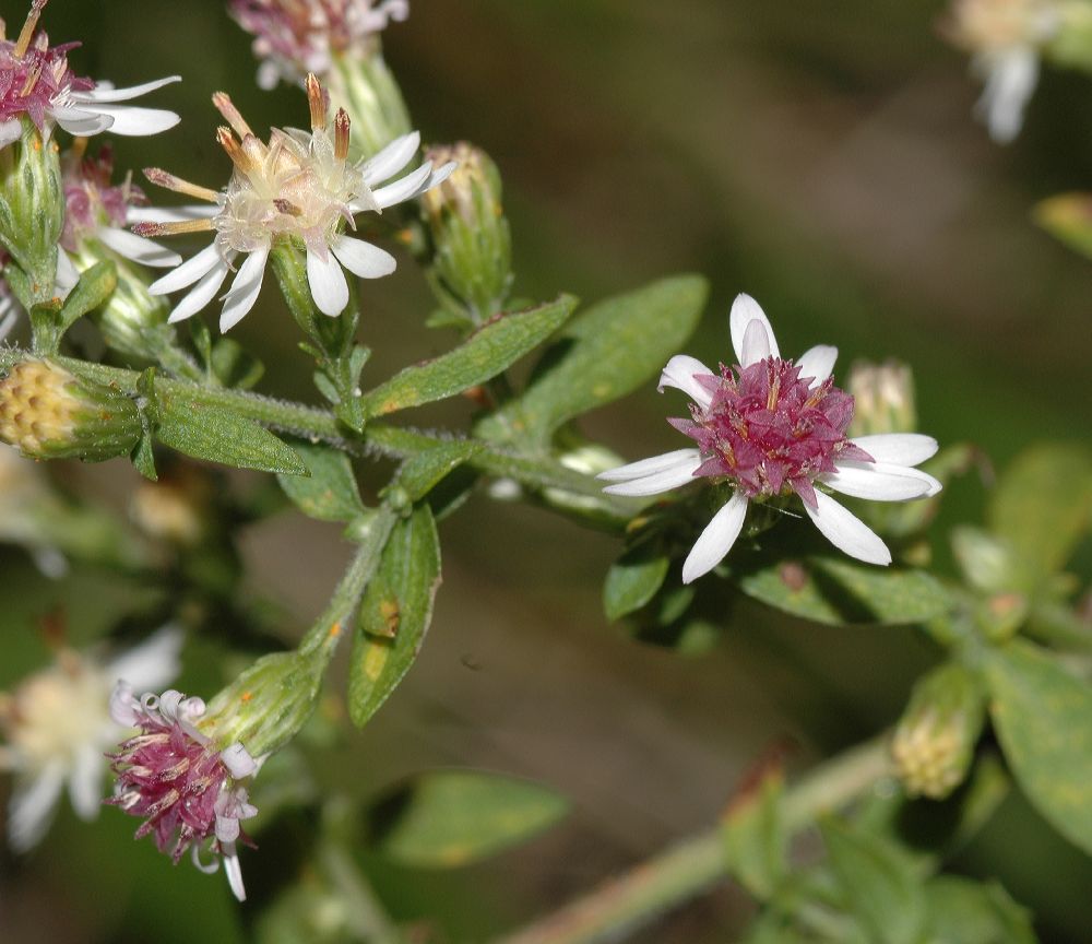 Asteraceae Aster lateriflorus
