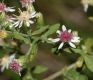 image of Aster lateriflorus