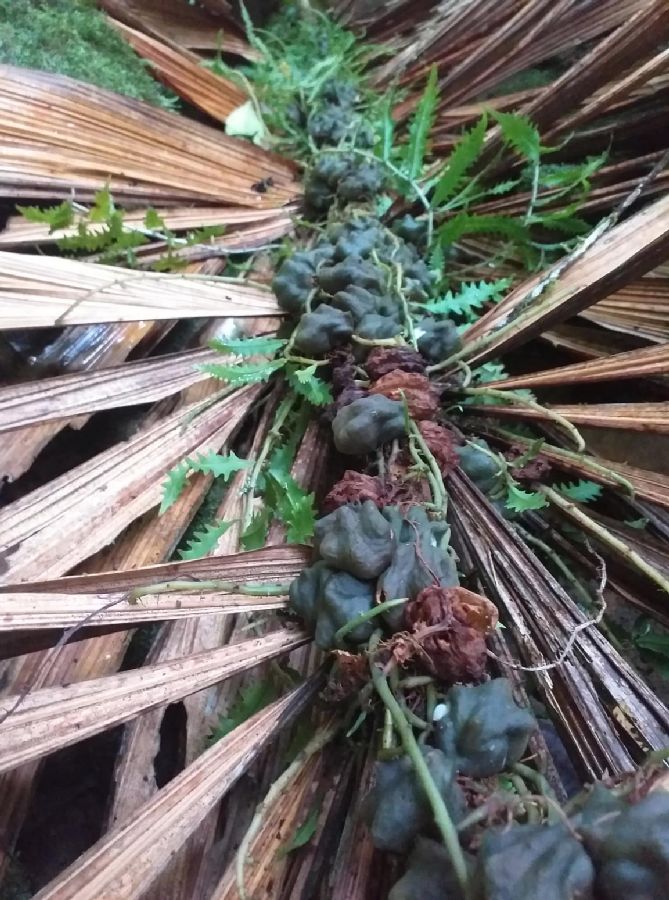 Polypodiaceae Microgramma bifrons