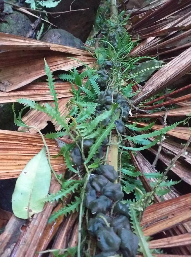 Polypodiaceae Microgramma bifrons