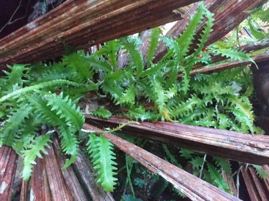Polypodiaceae Microgramma bifrons
