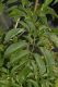 image of Sambucus canadensis