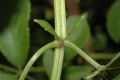 image of Sambucus canadensis