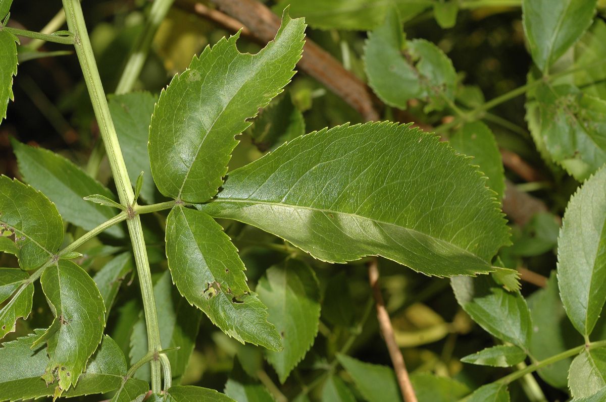 Adoxaceae Sambucus canadensis