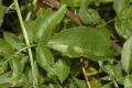 image of Sambucus canadensis