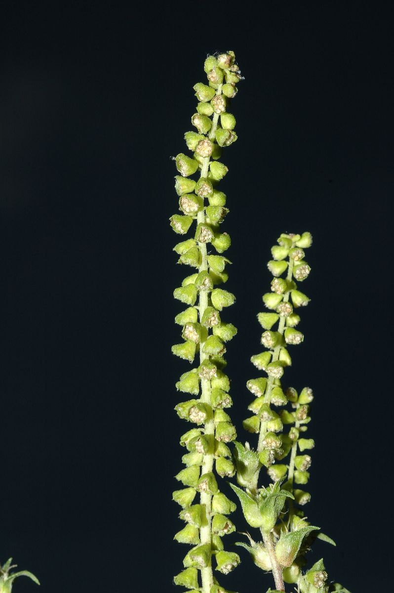 Asteraceae Ambrosia artemisiifolia
