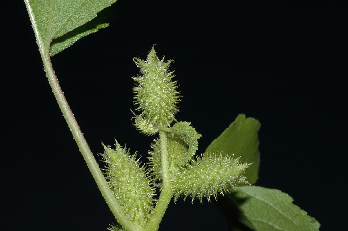 Asteraceae Xanthium strumarium