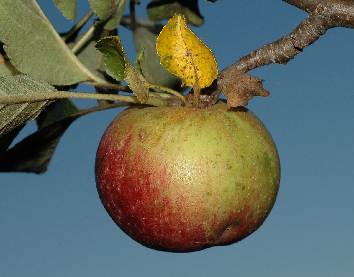 Rosaceae Malus 