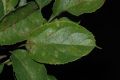 image of Malus 