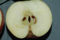image of Malus 