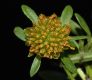 image of Bidens cernua
