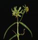 image of Bidens cernua