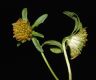 image of Bidens cernua