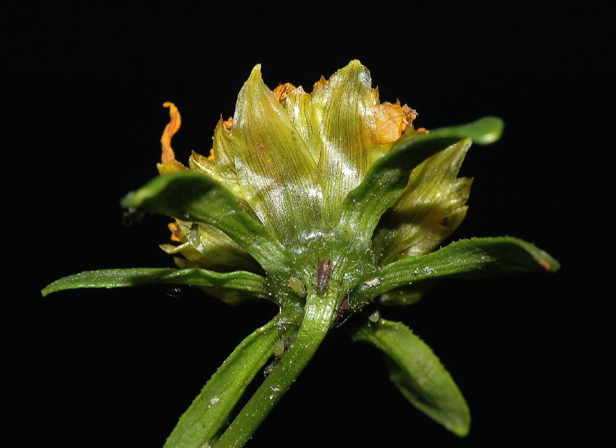 Asteraceae Bidens cernua