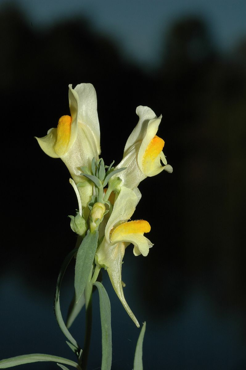 Plantaginaceae Linaria vulgaris