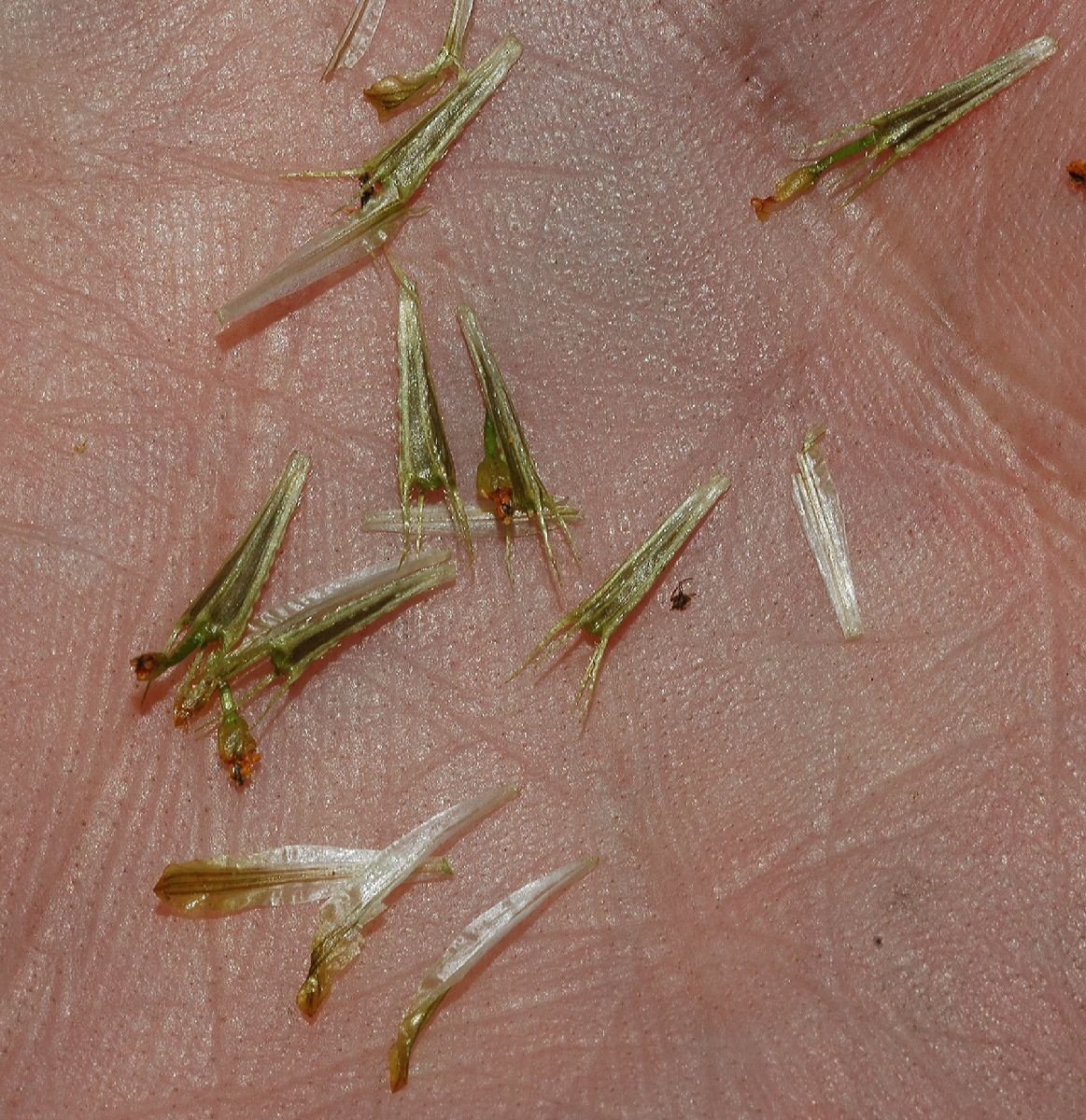 Asteraceae Bidens cernua