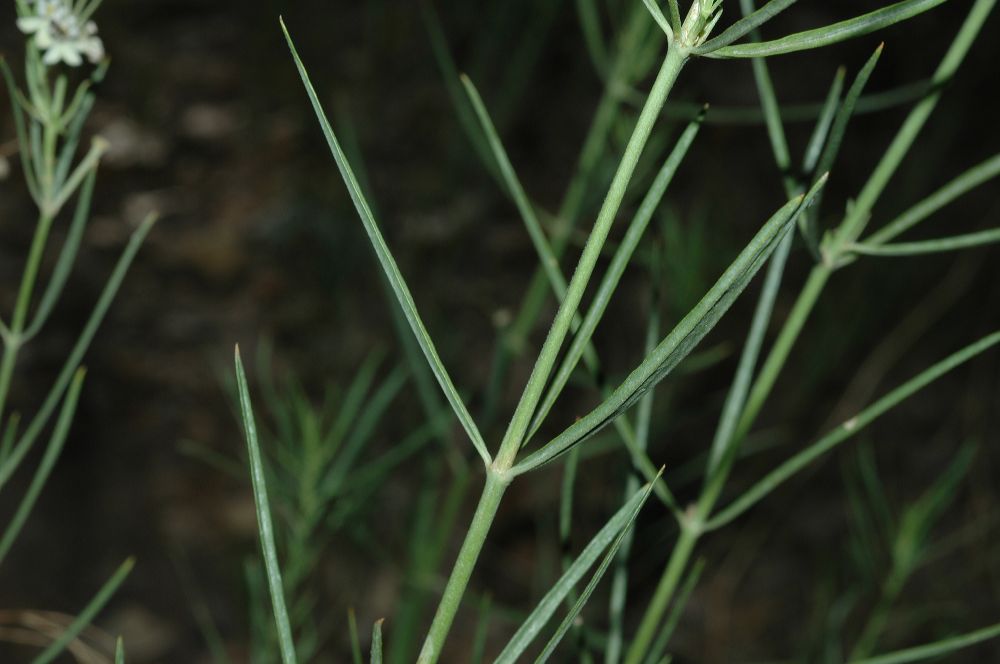 Apocynaceae Asclepias subverticillata