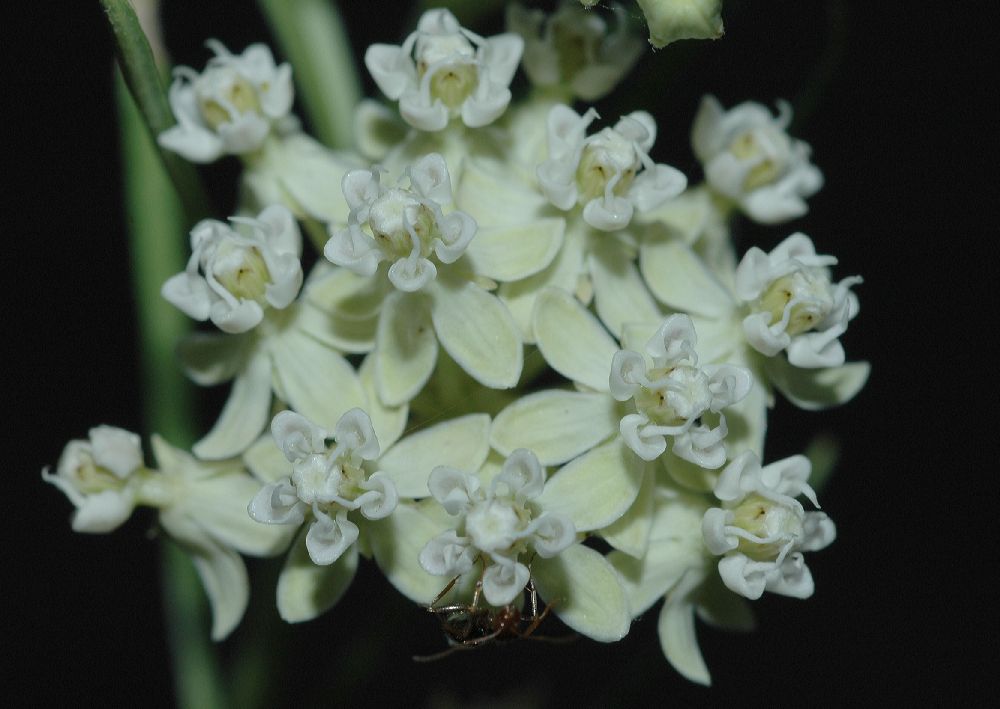 Apocynaceae Asclepias subverticillata
